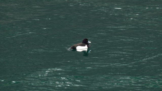 Bird swimming on the water's serene surface
