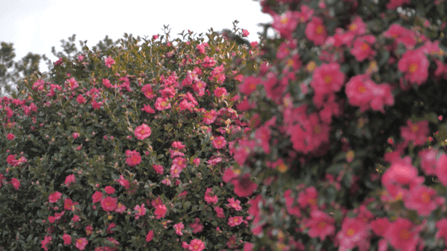 Fully bloomed pink camellias