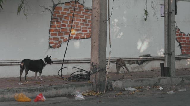 낮에 벽 근처 거리의 떠돌이 들개와 원숭이