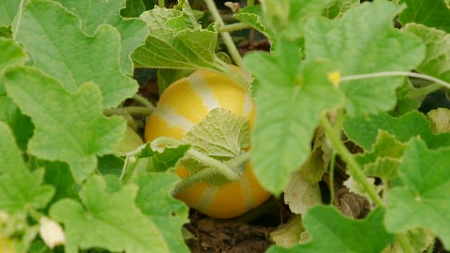 Hand Picking a Ripe Korean Melon among Green Leaves