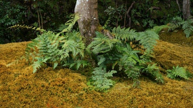 Ferns growing around a tree trunk in a mossy forest