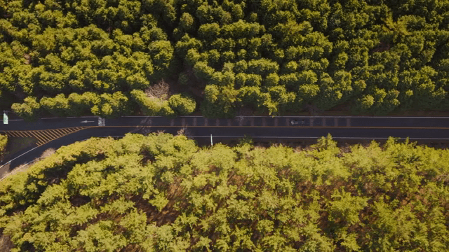 Car driving on a road surrounded by dense forest
