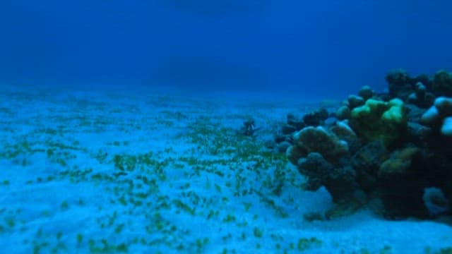 Stingray swimming over ocean floor