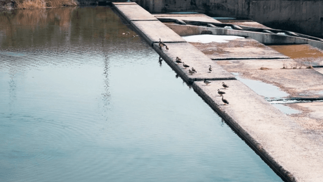 맑은 날 물가에 쉬고 있는 오리들