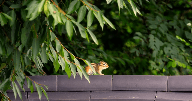 Chipmunk on a roof under green leaves