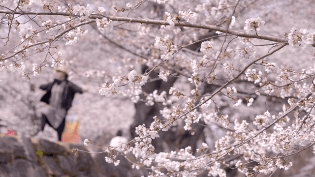 벚꽃이 만개한 풍경과 사람들