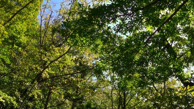 Sunlight filters through a forest canopy on a bright day