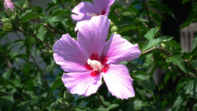 Vibrant pink hibiscus flower in bloom