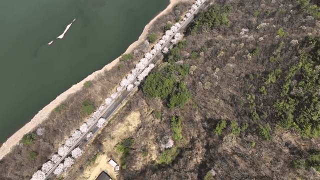 Aerial view of a forest and road by a lake