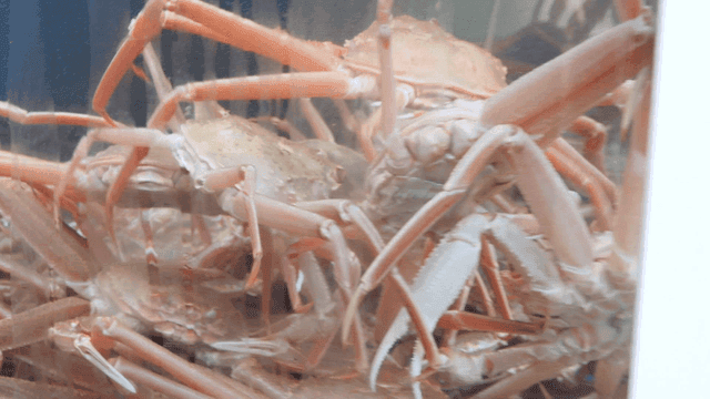 물속의 수조에 있는 게들