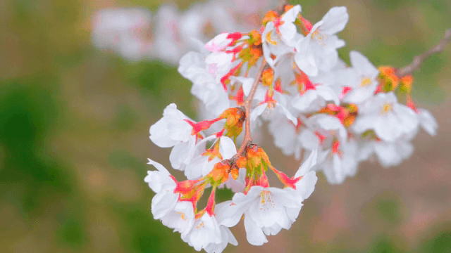 바람에 흔들리는 만개한 벚꽃