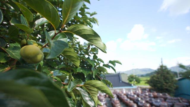 시골 풍경 속 전통 한국 항아리가 있는 장독대