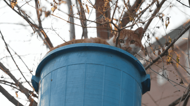 Cat resting in blue bucket