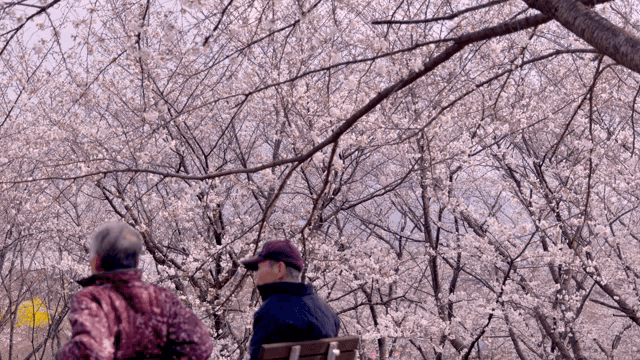 Cherry blossoms in full bloom with people