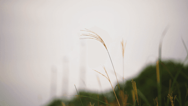 흔들리는 키 큰 가을 억새