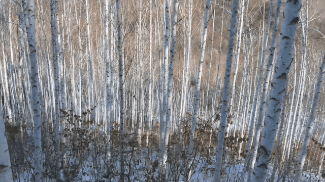 Snow-covered birch forest in winter