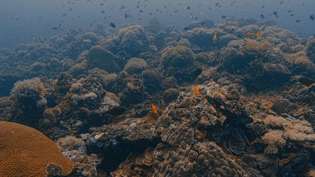 Underwater View of Tropical Fish on Coral Reef