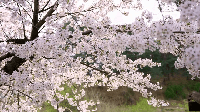 Cherry blossoms in full bloom on a tree