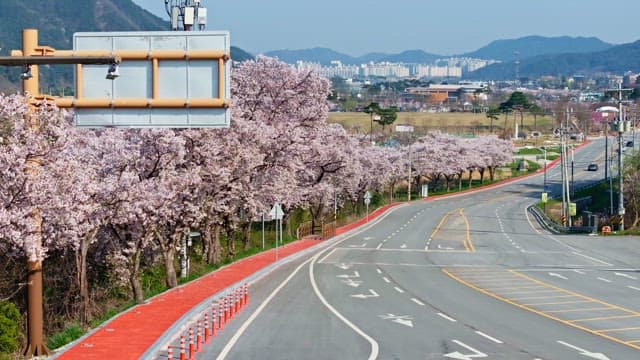 조용한 도로를 따라 핀 벚꽃