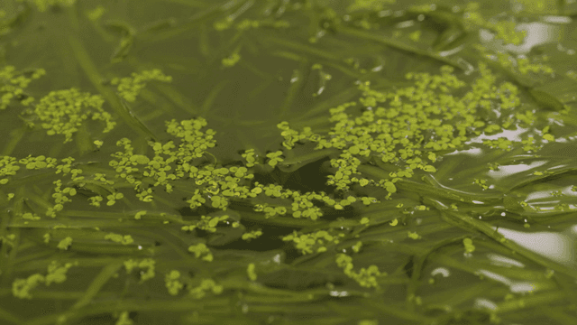 물 위에 떠 있는 녹색 수생 식물