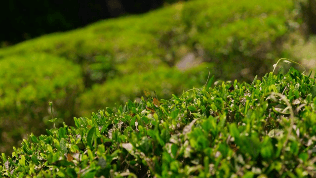 Lush green tea fields under sunlight