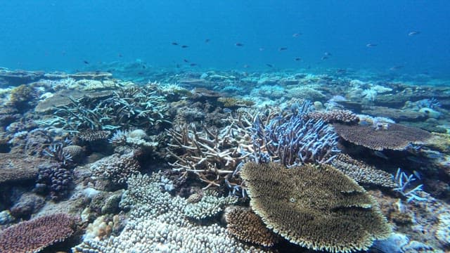 Vibrant coral reef teeming with fish