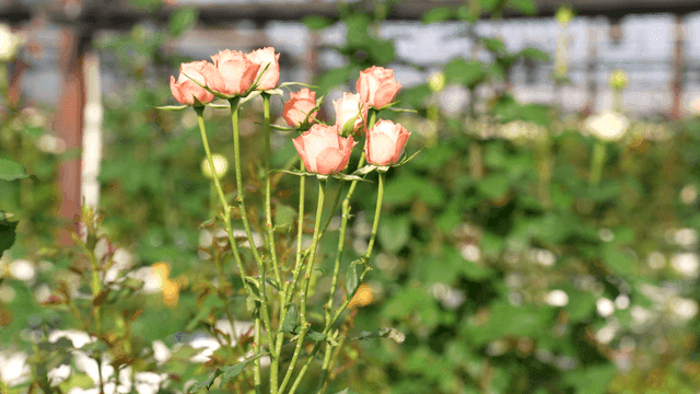 Pale pink roses blooming in garden