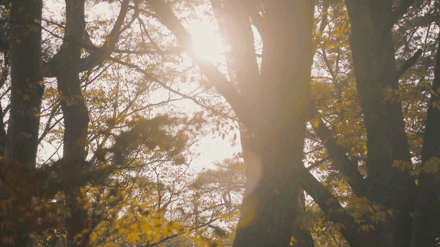 Sunlight filtering through autumn trees