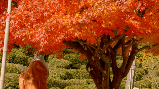 Back of monk reading under maple tree