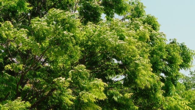 Green trees swaying in the wind on a clear day