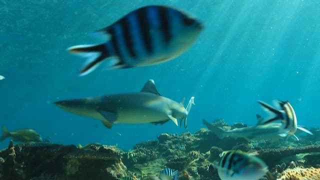 Diverse Marine Life Around Coral Reef