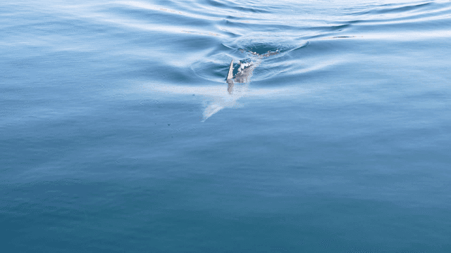 Dolphins swimming elegantly in sea