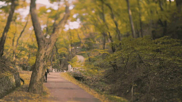 Person walking on a forest path in autumn