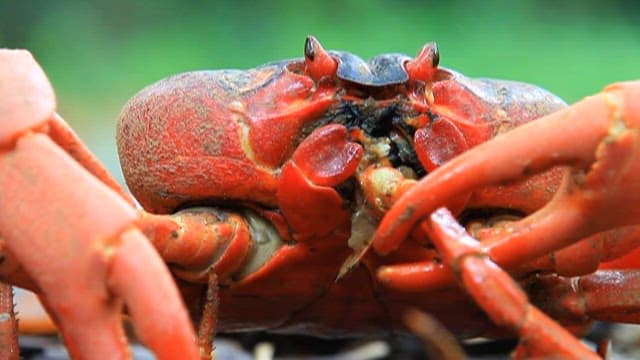 Red Crab in Natural Habitat