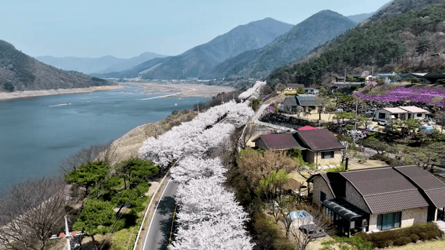 벚꽃이 핀 호수의 경치