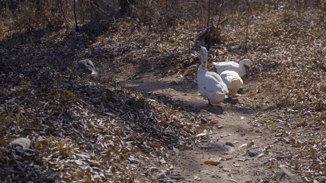Ducks walking along a forest path