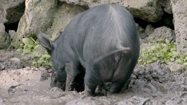 진흙탕에서 뒹구는 흑돼지