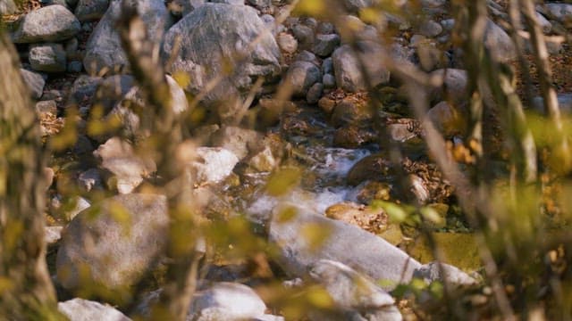 숲 속 바위 사이에 숨은 시냇물