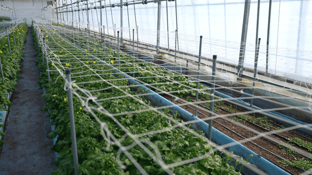 Greenhouse with rows of plants growing