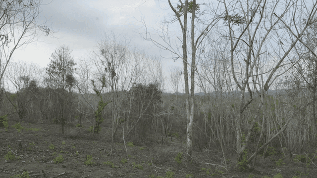 Forest with bare trees