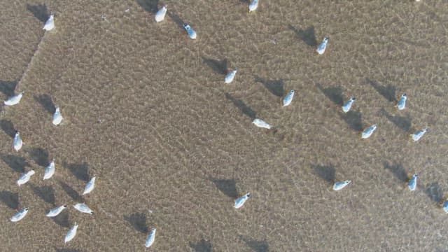 Seagulls gathered on a sandy beach