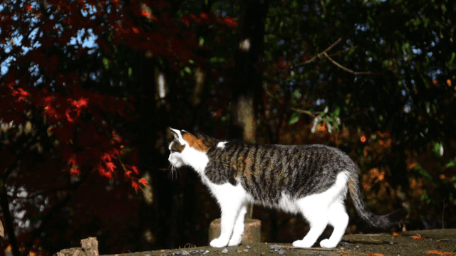 숲 속 돌담 위를 걷는 고양이