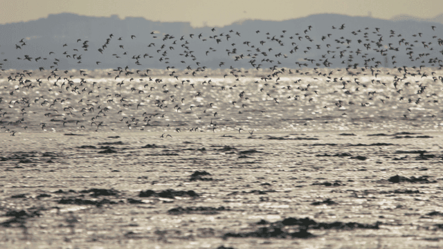 Flock of birds flying over the tidal shore
