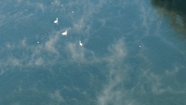 고요한 호수에서 헤엄치는 백조와 오리들