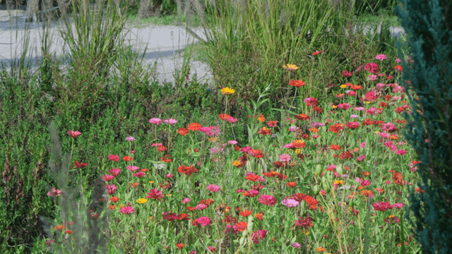 Flower bed with colorful zinnias in bloom