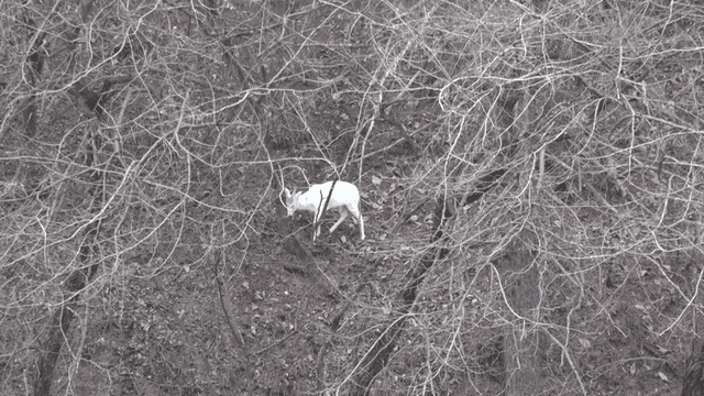 White deer in bare forest