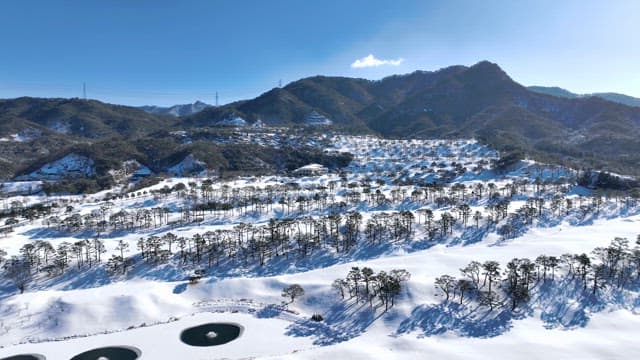 Snow-covered landscape with pine trees and ponds