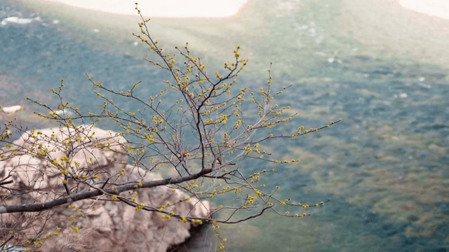 강 위에 꽃봉오리가 있는 나뭇가지