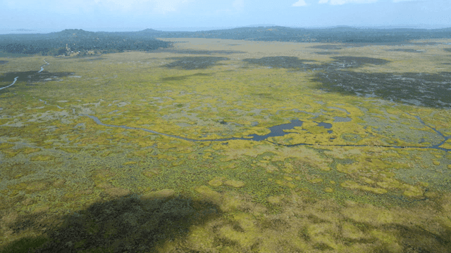 푸른 초목이 있는 광활한 습지 풍경