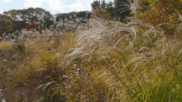 Tall grass swaying in wind